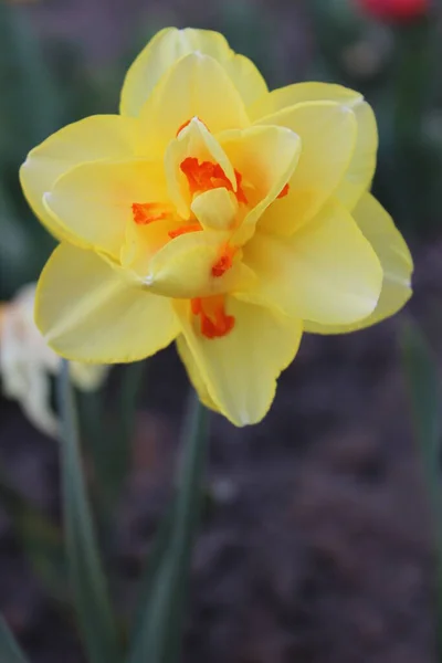 大きな美しい黄色のダフォディルの花。早春 — ストック写真