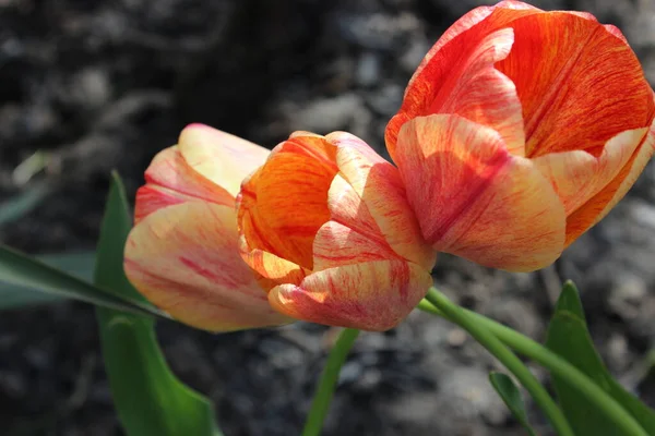 Flor de tulipa vermelha no jardim de primavera da cidade — Fotografia de Stock