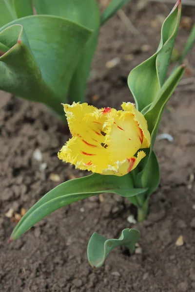 城市春花园中的黄色郁金香花 — 图库照片