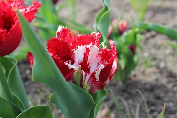 Červený tulipán květina ve městě jarní zahrada — Stock fotografie