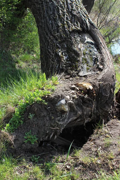 Buraco para javalis na floresta. Reserva natural — Fotografia de Stock