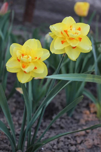 Gran flor de narciso amarillo hermoso. Primavera temprana — Foto de Stock