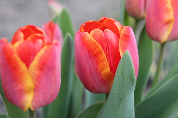 Flor de tulipán rojo en el jardín de primavera de la ciudad — Foto de Stock