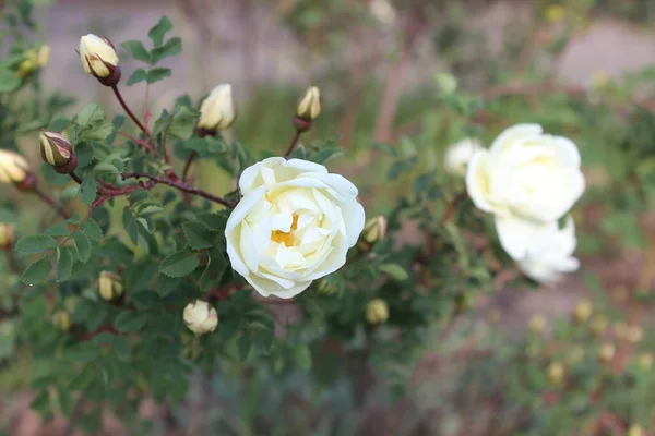 Vacker buske av en vit te ros. — Stockfoto