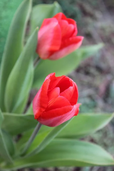 Red tulip flower in the city spring garden — Stock Photo, Image