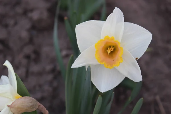 Gran flor de narciso blanco hermoso. Primavera temprana — Foto de Stock