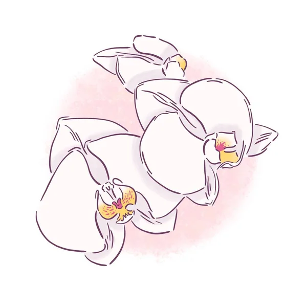 Phalaenopsis orkidesi, turuncu ve fioletette pembe noktalı çiçekler, beyaz arka planda, dijital çizim tropikal bitki, tasarım afişi, poster, kart, kapak için gerçekçi botanik çizimi