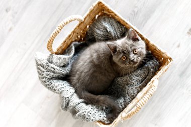 Mavi İngiliz kısa hava kedisi gri örgü bir battaniyenin üzerinde hasır bir sepetin içinde oturuyor. Korkak bakışlı gri kedi