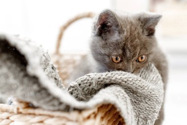 Mavi İngiliz kısa hava kedisi hasır bir sepette oturuyor. Gri kedi gri örgü battaniyeyi kokluyor.