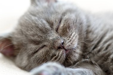 Uyuyan mavi İngiliz steyşın kedi yavrusu. Gri kedi yatakta yatıyor.