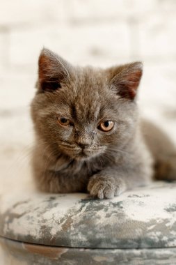 Mavi İngiliz kısa hava kedisinin sert görünüşü. Gri kedi şişip sallanıyor