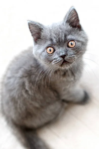 Mavi İngiliz kısa hava kedisi komik ve meraklı görünüyor. Gri kedi beyaz tahta zeminde oturuyor.