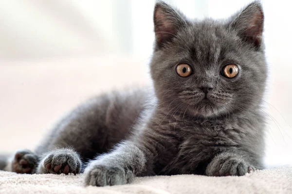 Azul Británico Taquigrafía Gatito Está Mirando Cuidadosamente Gato Gris Está — Foto de Stock