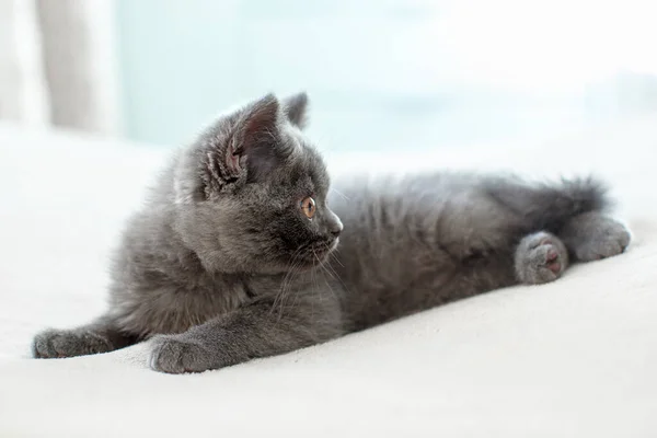 Azul Británico Taquigrafía Gatito Está Mirando Hacia Atrás Gato Gris — Foto de Stock