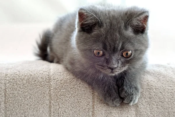 Mavi İngiliz kısa hava kedisi aşağıya bakıyor. Gri kedi yatakta yatıyor.