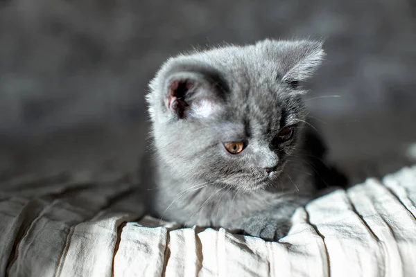 Azul Británico Taquigrafía Gatito Está Mintiendo Gato Gris Cama — Foto de Stock
