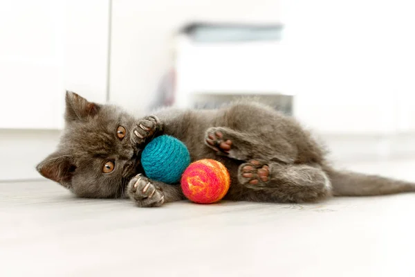 Azul Británico Taquigrafía Gatito Está Jugando Con Dos Bolas Colores — Foto de Stock