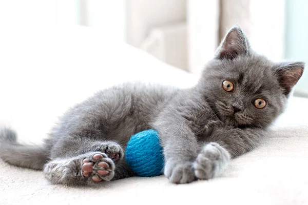 Azul Británico Taquigrafía Gatito Está Jugando Con Turquesa Bola Gato — Foto de Stock