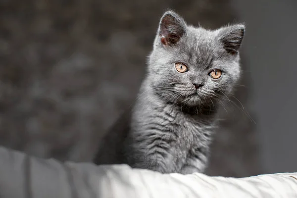 Azul Británico Taquigrafía Gatito Está Sentado Gato Gris Cama Con — Foto de Stock