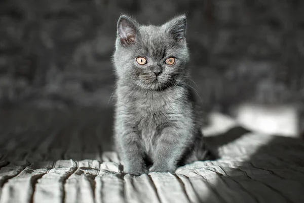 Azul Británico Taquigrafía Gatito Está Sentado Gato Gris Cama — Foto de Stock