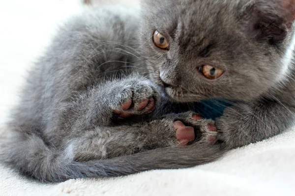 Gattino Azzurro Inglese Sta Annusando Zampa Posteriore Gatto Grigio Sta — Foto Stock