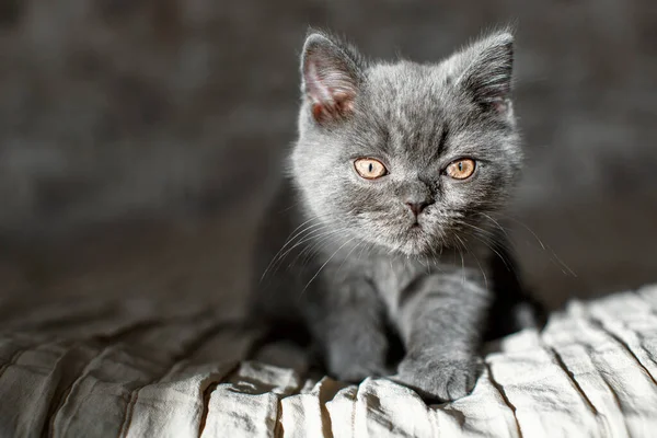 Pisica Albastră Britanică Păr Scurt Furişează Pisica Gri Pat — Fotografie, imagine de stoc