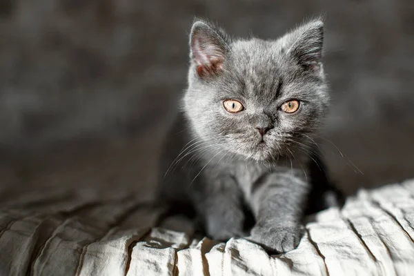 Azul Británico Taquigrafía Gatito Está Furtivamente Gato Gris Cama — Foto de Stock