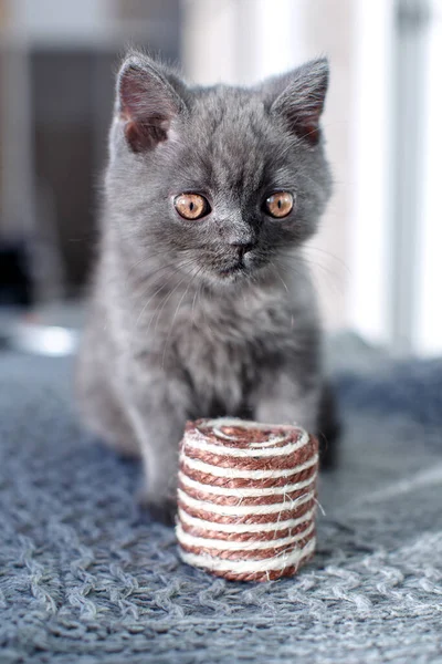 Gatito Taquigrafía Británico Azul Con Mirada Curiosa Gato Gris Está — Foto de Stock