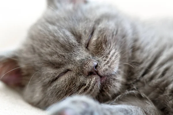 睡梦中的蓝色英国短毛猫咪的嘴 灰猫躺在床上 — 图库照片