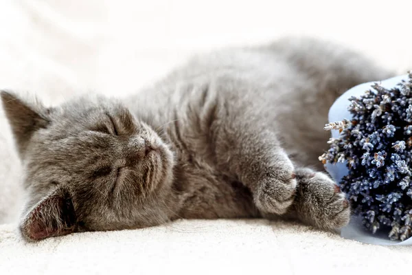 Pisoi Albastru Adormit Britanic Păr Scurt Pisica Gri Este Culcat — Fotografie, imagine de stoc