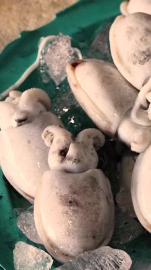 Lüks deniz ürünleri restoranında taze beyaz mürekkep balığı sergileniyor. Yüksek kalite 4k görüntü