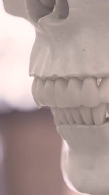 Tıbbi eğitim için kafatası kemiği modelinin dişlerini kapatın. Yüksek kalite 4k görüntü