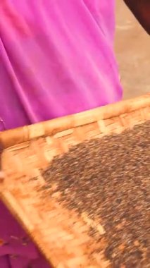 Hintli kadın ellerinin elinde sari parçalarıyla tarımsal Winnoning sırasında tahıl fırlatırken yakın plan. Yüksek kalite 4k görüntü