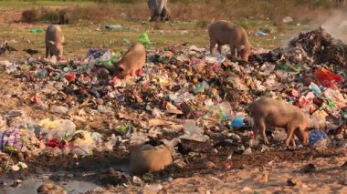 Hindistan 'daki çöp sahasında çöpleri karıştıran domuz küresel kirliliği vurguluyor. Yüksek kalite 4k görüntü