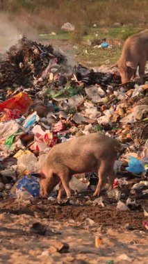 Hindistan 'daki çöp sahasında çöpleri karıştıran domuz küresel kirliliği vurguluyor. Yüksek kalite 4k görüntü
