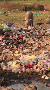 Hindistan 'daki çöp sahasında çöpleri karıştıran domuz küresel kirliliği vurguluyor. Yüksek kalite 4k görüntü