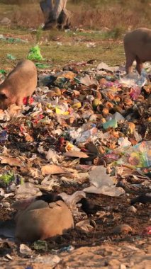 Hindistan 'daki çöp sahasında çöpleri karıştıran domuz küresel kirliliği vurguluyor. Yüksek kalite 4k görüntü