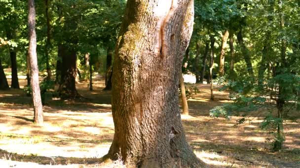 Le tronc d'un vieux chêne. La fille regarde par derrière un arbre . — Video