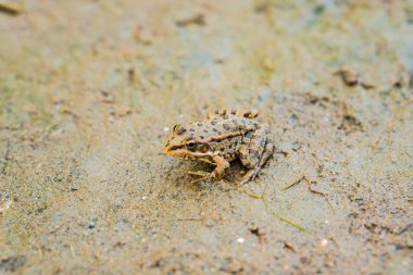 Kurbağa Nehri'nin kıyısında yere oturur. Yandaki lavabom.
