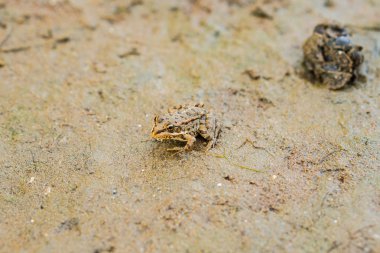 Kurbağa yere oturur. Deniz hayvanı kabuğu.
