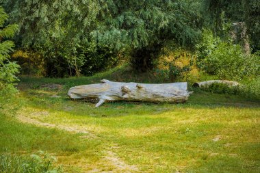 Orman yolu yakınındaki eski ağaç gövdesi. Vahşi orman manzara.