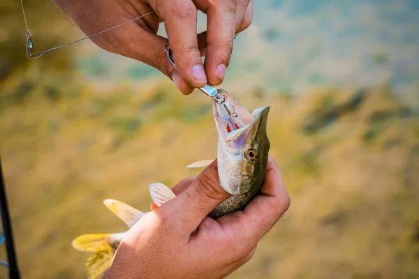 Der Fischer zieht den Haken aus dem Maul des gefangenen Fisches. — Stockfoto