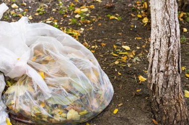 Sonbahar. Bahçedeki düşen yapraklar temizlik. Beyaz çanta ile yeşillik.