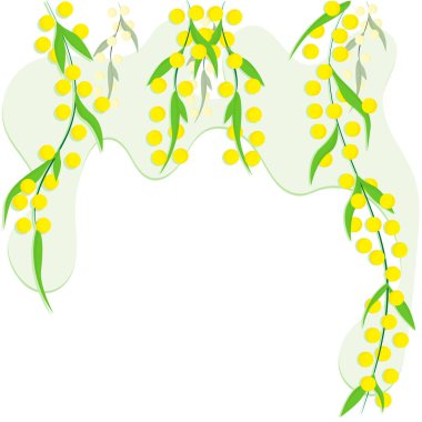 Sarı çiçekli söğüt dalları. Bulanık şekilli beyaz bir arkaplanda.