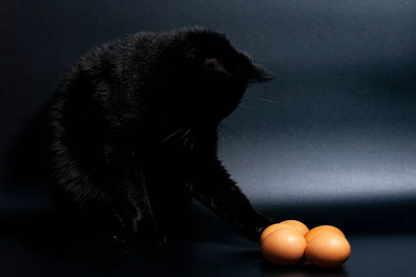 Ovos de galinha em um fundo escuro. Um gato preto senta-se nas proximidades e tenta tocar a fruta. — Fotografia de Stock
