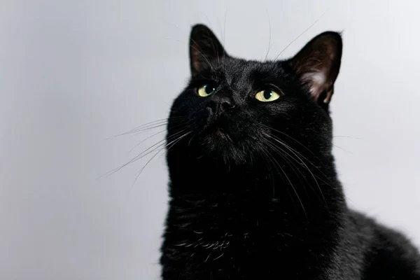 Schwarze Katze auf weißem Hintergrund. Die Augen der Haustiere sind nach oben gerichtet. — Stockfoto