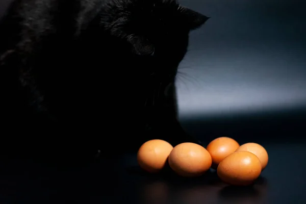 Ovos de galinha em um fundo escuro. O gato preto tenta tocar a fruta. — Fotografia de Stock