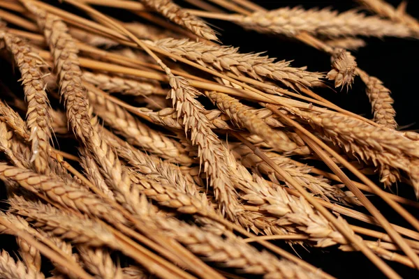 The screen shows a close - up of a bunch of ears of ripe wheat. — Stock Photo, Image