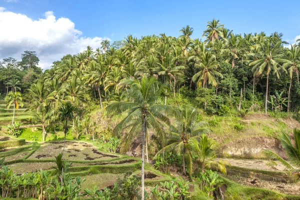 Den Tropiska Skogen Bali Asien Palm Grove Odling Kokosnötter Jordbruksareal — Stockfoto