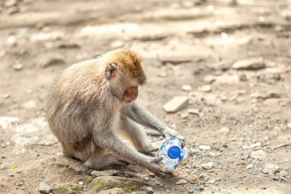 Maimuţă Joacă Sticlă Platină Probleme Poluare Ecologiei Faunei Sălbatice — Fotografie, imagine de stoc